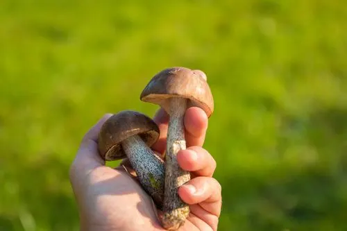 Mushrooms