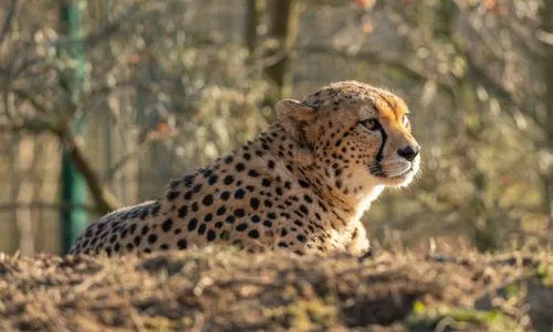 wildlife photography