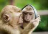 A monkey looking at the mirror